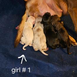 Girl 1 - Cream female Chihuahua puppy in Meridian, Oklahoma from Crazy Love Kennels