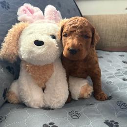 Prince - Red  male Goldendoodle puppy in Indiana, Pennsylvania from Kathy's Doodles