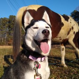 Nyla - Siberian Husky