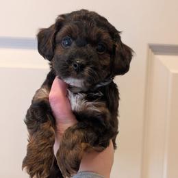 Jingle - Black and tan male Yorkipoo puppy in Coshocton, Ohio from Forever Family Puppies