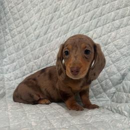 Chocolate dapple - Dapple male Dachshund puppy in Galax, Virginia from Dells  Dachshund’s