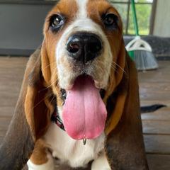 Basset Hounds from Star W Ranch Basset Hounds
