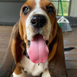 Basset Hounds from Star W Ranch Basset Hounds