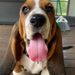 Basset Hounds from Star W Ranch Basset Hounds