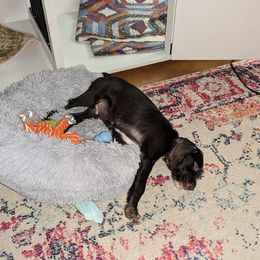 German Wirehaired Pointer Puppies from Hullabaloo Kennels