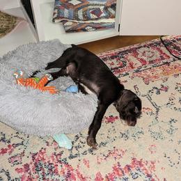 German Wirehaired Pointer Puppies from Hullabaloo Kennels