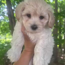 Hopper - Cream male Maltipoo puppy in Traverse City, Michigan from Riyem Wildflower Farms