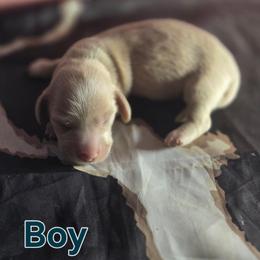 Valor - Cream male Dachshund puppy in Hollis, Oklahoma from Write Breed Doxies