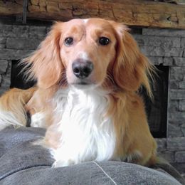 Dachshunds from Cameo Dachshunds