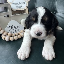 Frenchie - Lady Liberty Litter - male Australian Mountain Doodle puppy in Greenville, Ohio from Woodbriar Wags