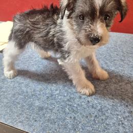 Precious - Parti female Miniature Schnauzer puppy in Warrenville, South Carolina from All Paws Pet Resort
