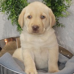 Labrador Retriever and Scottish Terrier Puppies from Stephanie Shelton's Labs and Scottish Terriers