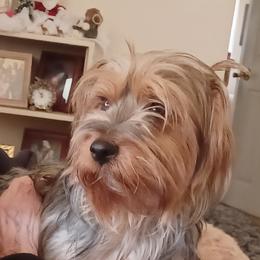 Bella - Yorkshire Terrier