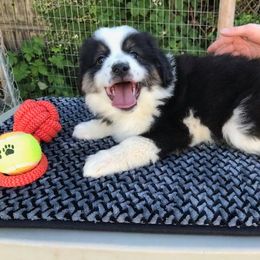 Miniature Australian Shepherd and Toy Australian Shepherd Puppies from Circle E Aussies