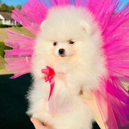Girl 1 - White female Pomeranian puppy in Hot Springs, Arkansas from Pomeranian Empire