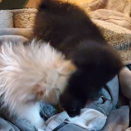 Pomeranian and Sheepadoodle Puppies from Fluffy Wonders Poms and Doodles