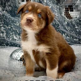 Jasper - Red tri-color male Australian Shepherd puppy in Petersburg, Indiana from Royal Aussie’s