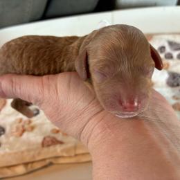 Ice - Red and white female Cockapoo puppy in Adrian, Oregon from ApplebyFarm