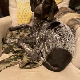 German Shorthaired Pointer Puppies from Chrishelle Farm