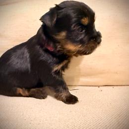 Purple collar - Black and tan male Yorkshire Terrier puppy in Dallas, North Carolina from Yorkie Fever