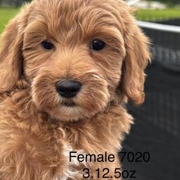 Clover - Red  female Goldendoodle puppy in Arcadia, Florida from KnuDawn Goldendoodles