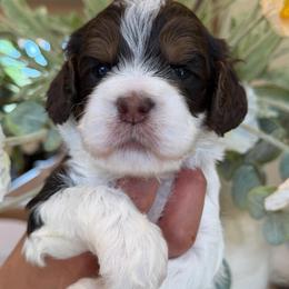 Venice - Brown and white male Cockapoo puppy in Yuciapa, California from AlltheDoodlez_