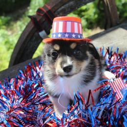 Anastasia (2600) - White and black female Pembroke Welsh Corgi puppy in Valley, Washington from Corgis of the Mountain Valley
