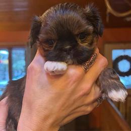 Tinkerbell - Red and white female Shih Tzu puppy in Nekoosa, Wisconsin from Brox Acres House of Fur LLC