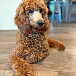 Cyrus - Poodle