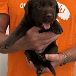 Boy 5 - Chocolate male Labrador Retriever puppy in Ashland, Virginia from Rockn Ridge Retrievers LLC