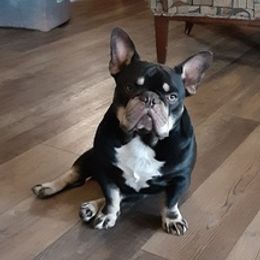French Bulldogs from For the Love of Frenchies