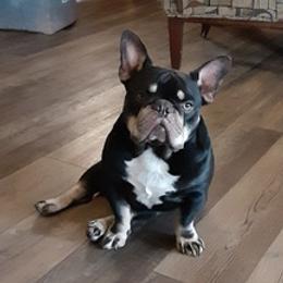 French Bulldogs from For the Love of Frenchies