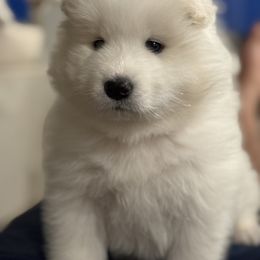 Samoyed Puppies from Leah Kubek