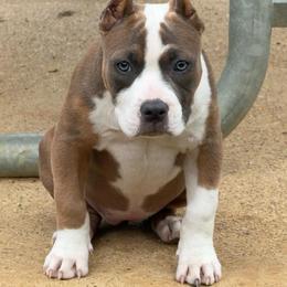 Girl 1 - Fawn female American Bully puppy in Dallas, Texas from Manuia Kennels