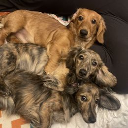 Dachshund Puppies from Temple’s Doxies