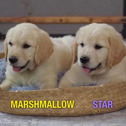 Golden Retriever Puppies from Mae Valley Goldens