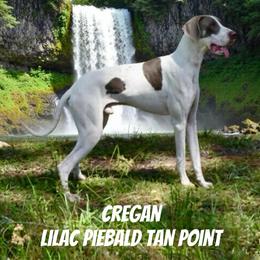 Cregan - Great Dane