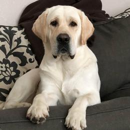 Lola - Labrador Retriever