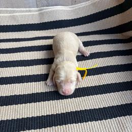 Daisy - Cream female Dachshund puppy in Hawley, Texas from Little e Dachshunds