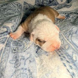 Boy 2 - Red male American Staffordshire Terrier puppy in Georgia from Ynez Kennels
