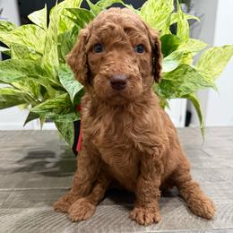 Red - Red  male Goldendoodle puppy in Bakersfield, California from Lavish Doodles