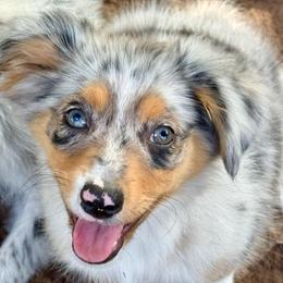 Aurora - Blue merle female Miniature Australian Shepherd puppy in Patterson, North Carolina from DreamLine Aussies