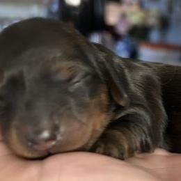 Dachshunds from Sterling Doxies