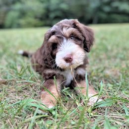 Bernedoodle and Goldendoodle Puppies from Doodling All Day Goldendoodles