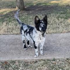 Waiver - Black merle male Mudi puppy in Valley Mills, Texas from Graves Farm Mudi