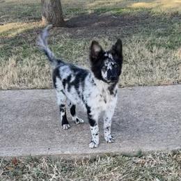 Waiver - Black merle male Mudi puppy in Valley Mills, Texas from Graves Farm Mudi