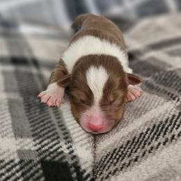 Girl 4 - Red tri-color female Australian Shepherd puppy in Tehachapi, California from Astralvale Aussies