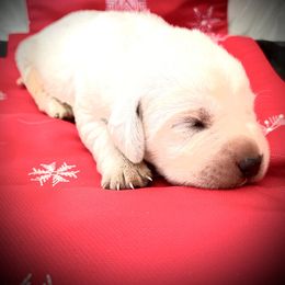 Labrador Retriever Puppies from Frost Creek Ranch