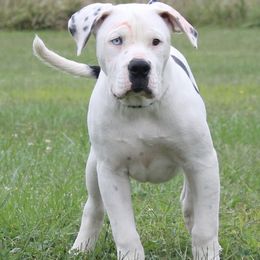 Grimm - Alapaha Blue Blood Bulldog