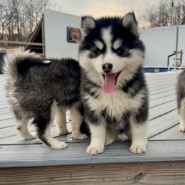 Boy 1 - male Pomsky puppy in Bunch, Oklahoma from Madden Mountain Pomskies